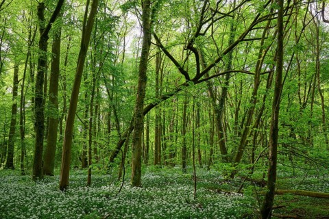 Light-flooded forest with green leaves and blooming wild garlic on the forest floor in spring,