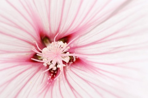 Annual mallow (Lavatera trimestris), detail of flower, ornamental plant, North Rhine-Westphalia,