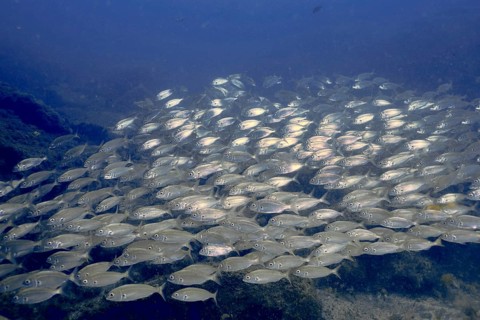 A shoal of silvery fish, the armpit bream (Pagellus acarne), swims in the blue waters of the sea.