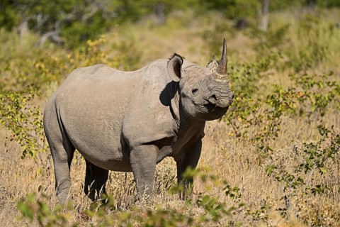 Black rhinoceros (Diceros bicornis) grazing in the thorn savannah, Etosha National Park, Namibia,