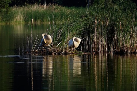 Upper Lusatian Heath and Pond Landscape, Whooper Swans, June, Saxony, Germany, Europe