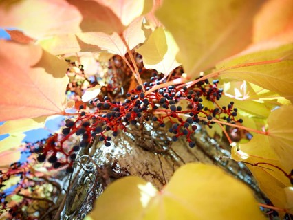 Wild Vine (Parthenocissus quinquefolia) on a house wall, autumn atmosphere, Munich, Bavaria,