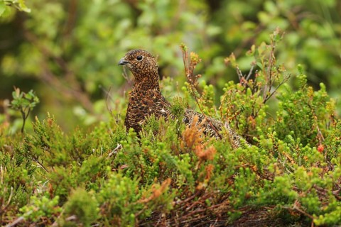 Willow ptarmigan (Lagopus lagopus) attentive hen, Lofoten, Norway, Scandinavia, Europe
