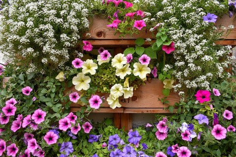 Balcony flower box with different coloured petunias (Petunia)