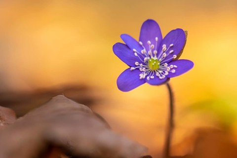 Liverwort, (Anemone hepatica), flower, early bloomer, plant, Steinhagen, Lower Saxony, Germany,
