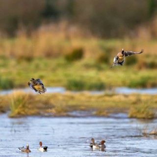 Eurasian Wigeon, Mareca penelope, birds in flight over marshes at winter