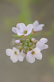European searocket (Cakile maritima), flowers, Camargue, Provence, southern France