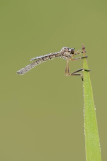 Striped slender robber fly (Leptogaster cylindrica) with dewdrops, North Rhine-Westphalia, Germany,