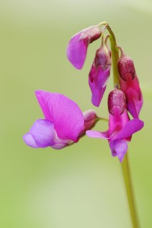Spring vetchling (Lathyrus vernus), flowers, North Rhine-Westphalia, Germany, Europe