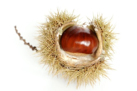Sweet chestnut or sweet chestnut (Castanea sativa), fruit, chestnut on a white background