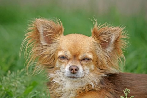Chihuahua