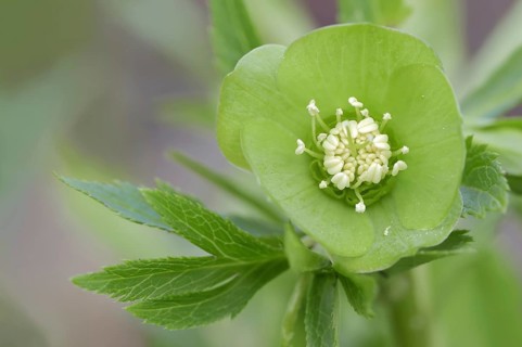 Green hellebore (Helleborus viridis), flower, North Rhine-Westphalia, Germany, Europe