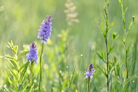 Moorland spotted orchid (Dactylorhiza maculata), flowering wild orchid, Lower Rhine, North