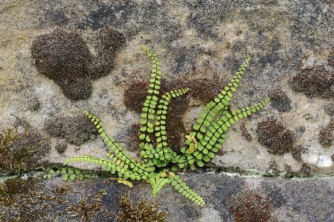 Maidenhair spleenwort (Asplenium trichomanes), North Rhine-Westphalia, Germany, Europe