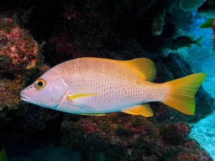 Snapper, schoolmaster snapper (Lutjanus apodus), with striking yellow tail in front of a coral reef