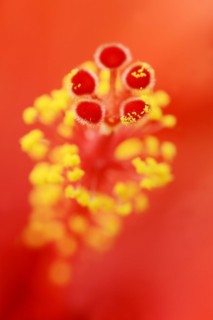Chinese hibiscus (Hibiscus rosa-sinensis), detail of the flower, ornamental plant, North