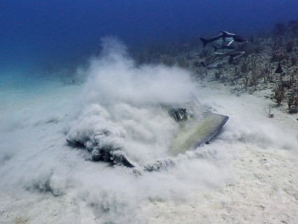 American stingray (Hypanus americanus) searches for food in the sand. Dive site Breakers, Palm