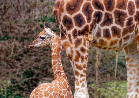 Rothschild's giraffe (Giraffa camelopardalis rothschildi), young animal with mother, captive,