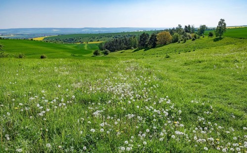 Meadow with fruit clusters of common dandelion (Taraxacum officinale), dandelions, Thuringia,