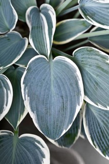 Leaf of Asian Hosta plant with green and with white color