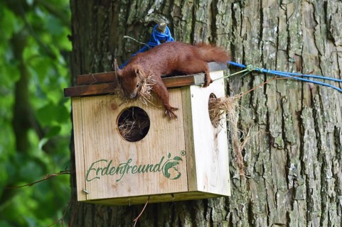 Squirrel building a nest in the squirrel house, Kobel, on a lime tree, Schleswig-Holstein, Germany,