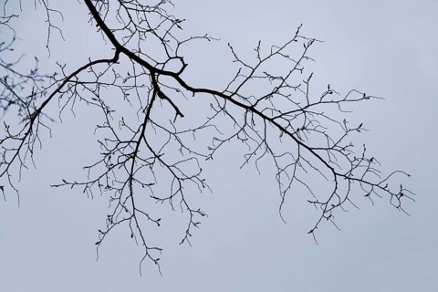 Bare branches, autumn, Germany, Europe