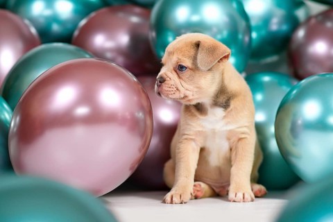 Cute 6 weeks old healthy cream colored French Bulldog dog puppy with colorful balloons in