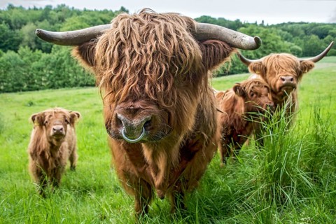 Highland cattle, Highland Cattle or Kyloe (Bos primigenius f. taurus), bull, shaggy coat covers