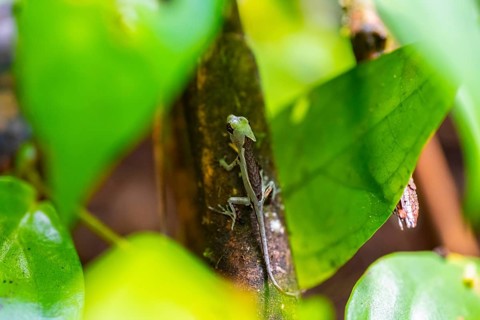 Fringed lizard or Anoli, Tortuguero National Park, Costa Rica, Central America