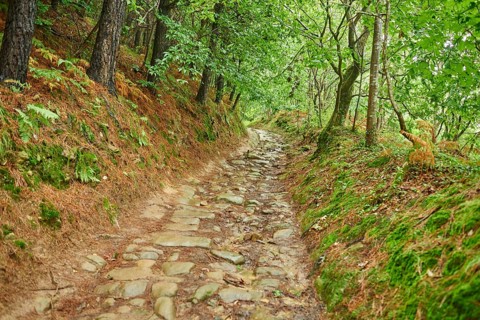 Walking path going through the forest from Donostia San Sebastian to Orio at the Camino del Norte,