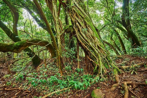 Landscape of Rainforest at the Lulumahu trail to the Lulumahu falls, Honolulu Watershed Forest