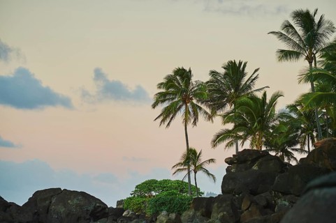 Landscape of palms at the Laniakea Beach, Haleiwa, Hawaiian Island Oahu, O?ahu, Hawaii, Aloha