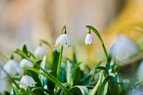 Spring snowflake (Leucojum vernum), blossom in a forest, Upper Palatinate, Bavaria, Germany, Europe