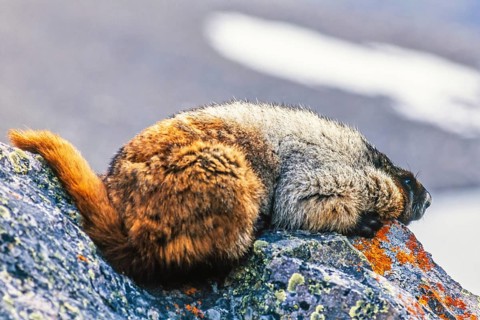 Hoary marmot (Marmota caligata) lying on a rock in the Canadian rockies, Banff national park,