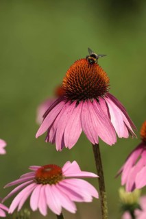 Purple coneflower (Echinacea purpurea) with bee