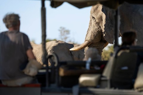 Tourists observing and taking photographs, pictures of an African elephant (Loxodonta africana)