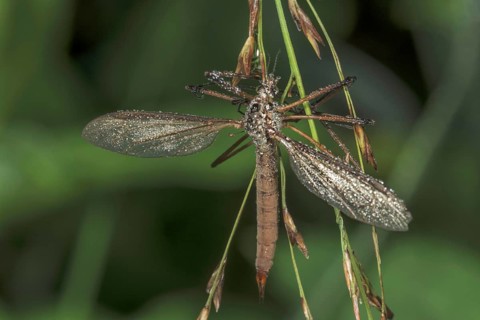 Close-up of a meadow snake (Tipula paludosa) covered with dewdrops and hanging on a plant, Baden-