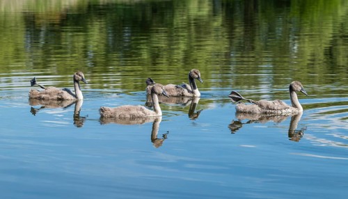 Mute swan (Cygnus olor), young birds swimming on a pond with one leg and foot in resting position,