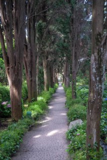 Cypress ally at Villa San Michele, the life's work at Capri of the Swedish physician and author