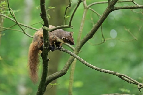 Pine marten