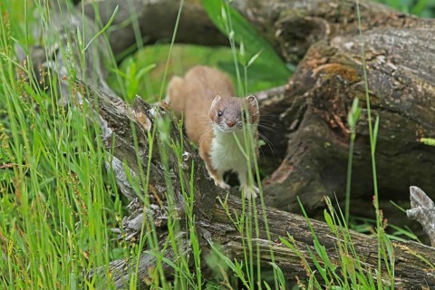 Ermine (Mustela erminea), large weasel