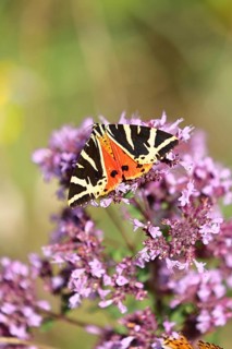 Jersey tiger or Spanish flag (Euplagia quadripunctaria), sucking nectar on Hemp agrimony