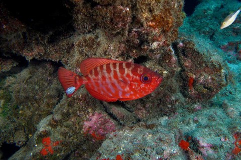 Red fish with stripe pattern, bigeye perch glasseye snapper (Heteropriacanthus cruentatus), in the
