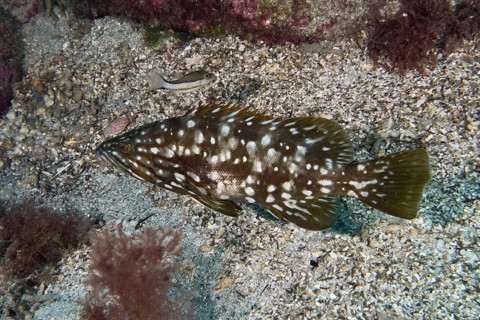 Speckled macaroni grouper (Mycteroperca fusca) on a seabed. Dive site Punta Negra, Las Galletas,