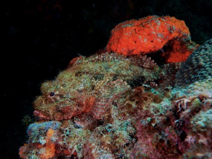 A banded scorpionfish (Scorpaena plumieri) perfectly camouflaged between orange sponge and algae in