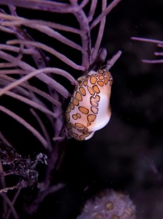 A flamingo tongue snail (Cyphoma gibbosum) clings to a shrub coral under water at night. Dive site