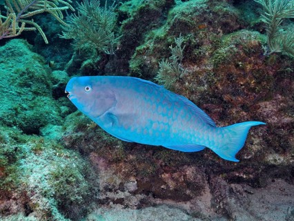 Bright blue parrotfish (Scarus coeruleus) swimming near corals and rocks. Dive site John Pennekamp