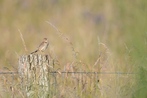 Eurasian skylark (Alauda arvensis) sitting on a pole, Lower Rhine, North Rhine-Westphalia, Germany,