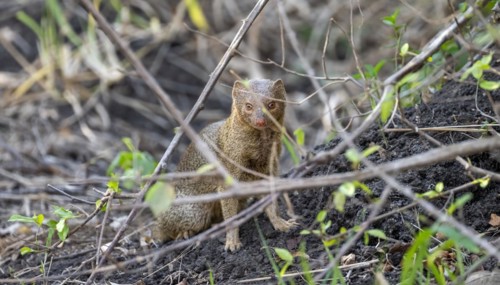 Slender mongoose (Herpestes sanguineus) hidden behind branches, Kruger National Park, South Africa,
