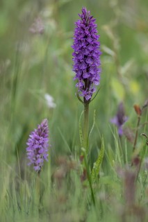 Southern marsh orchid (Dactylorhiza praetermissa), Emsland, Lower Saxony, Germany, Europe